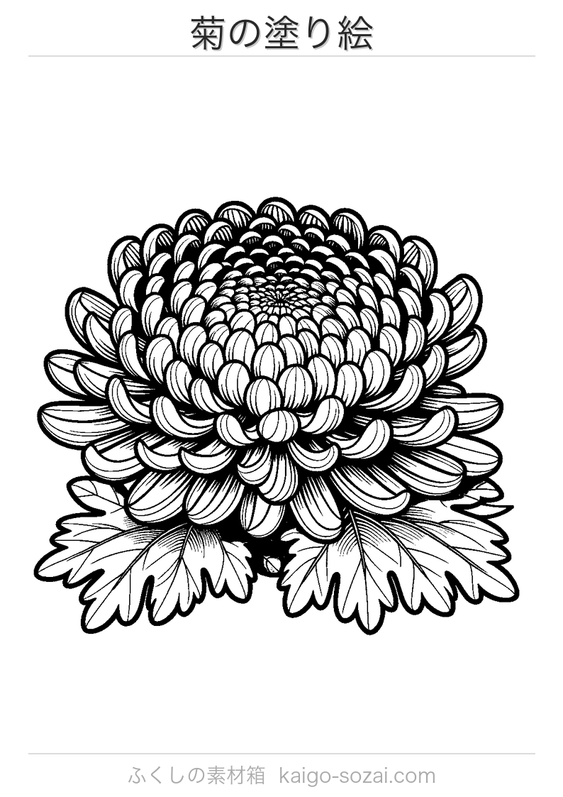 菊の塗り絵 無料印刷