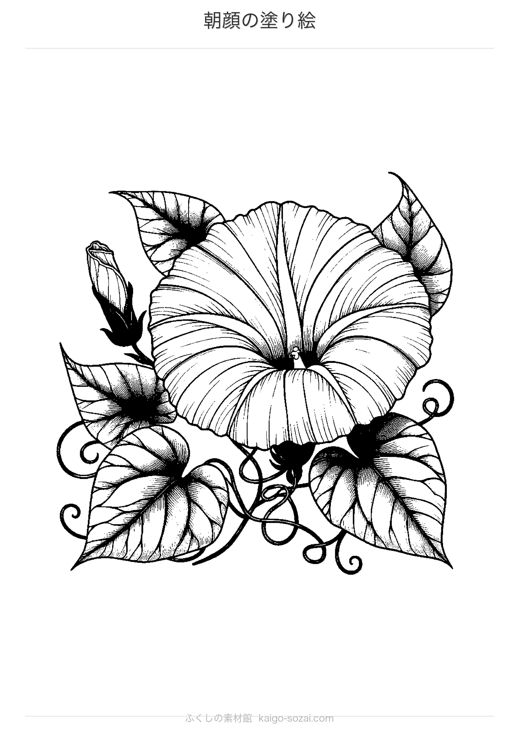 朝顔の塗り絵