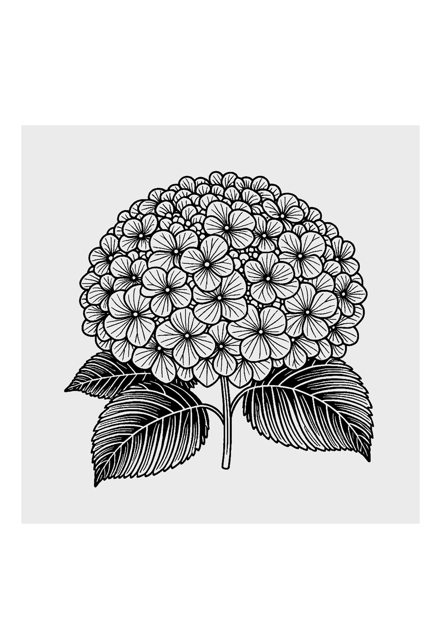 紫陽花の塗り絵