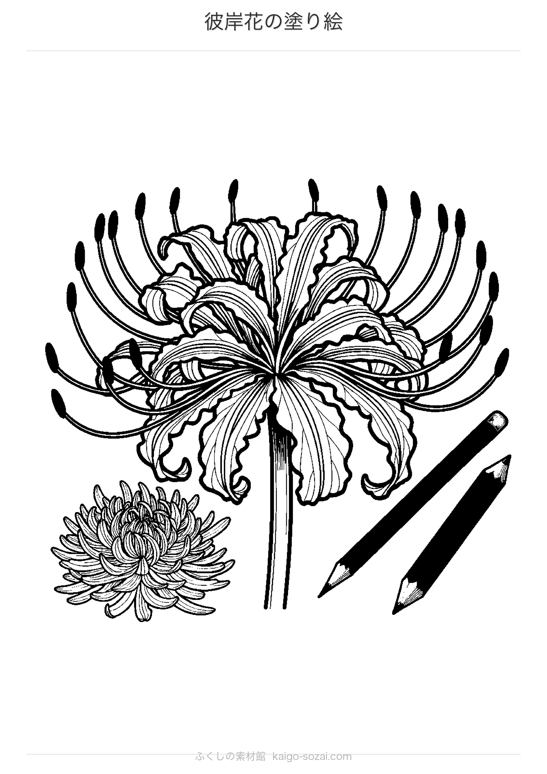 彼岸花の塗り絵