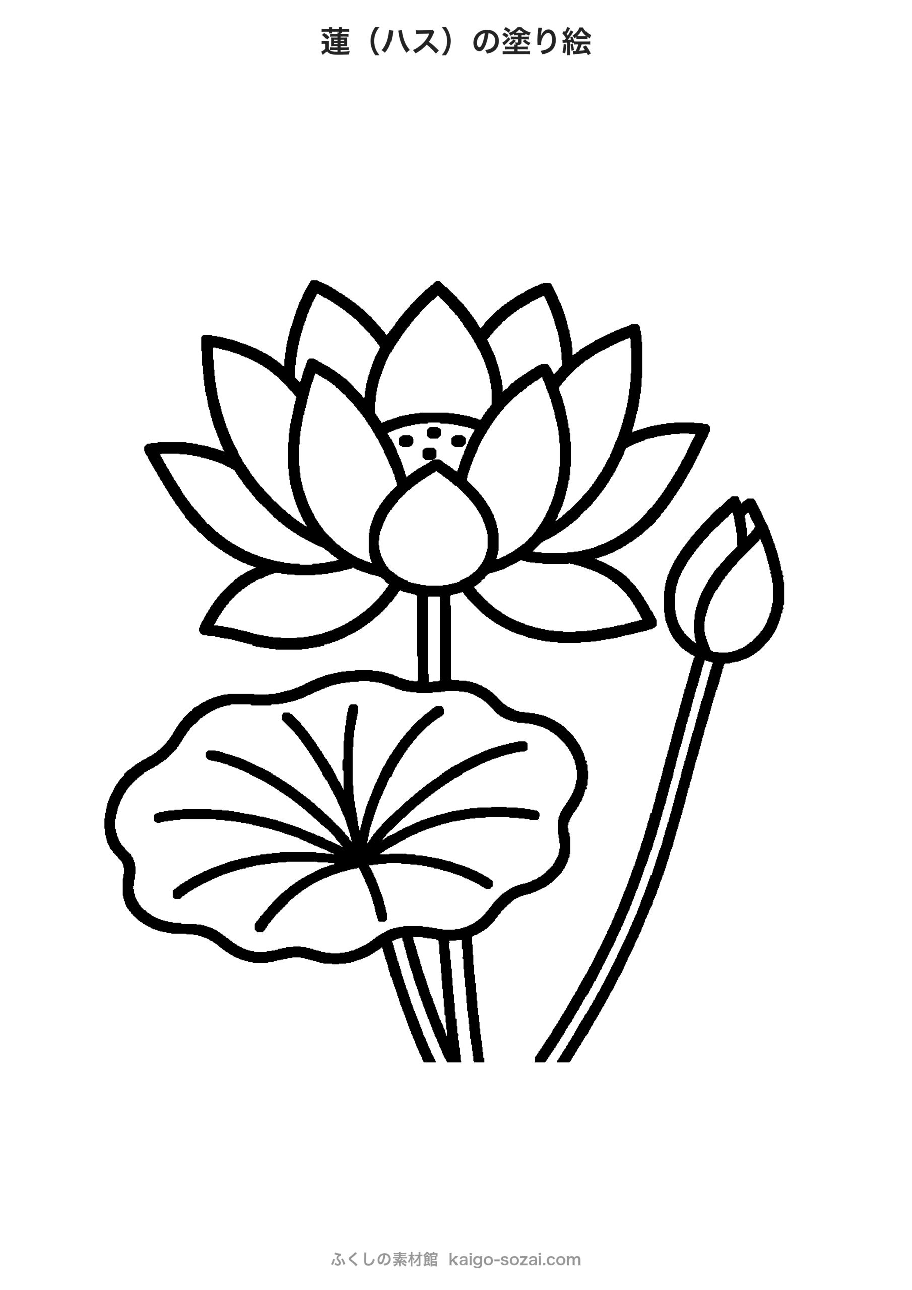 蓮の塗り絵