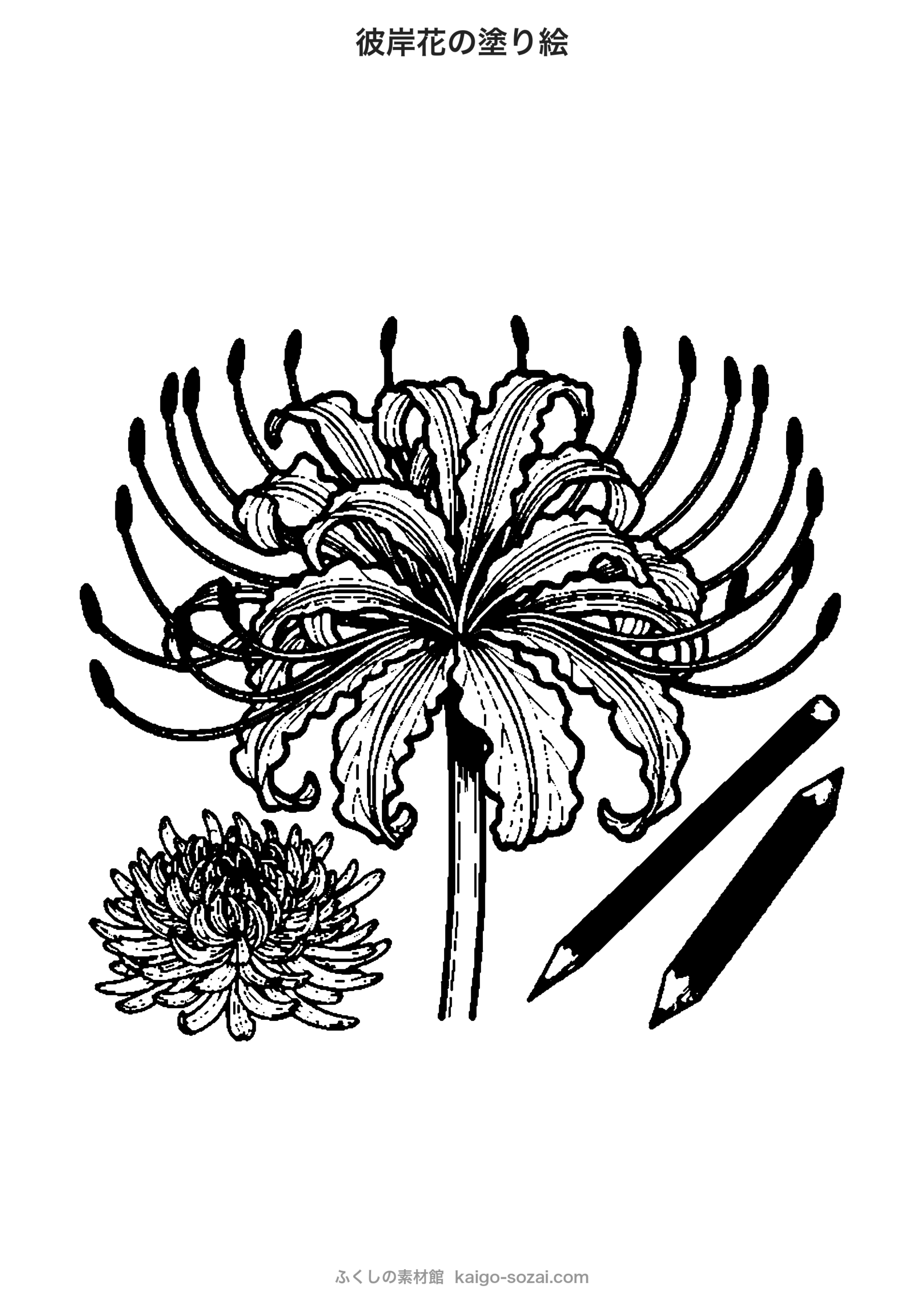 彼岸花の塗り絵